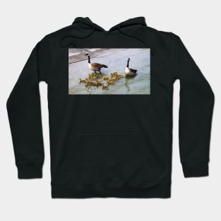 Canada Goose Parents Taking Their Goslings For a Swim Hoodie